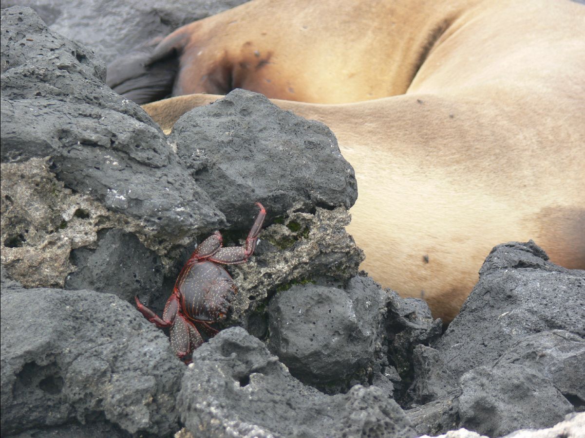 Sally lightfooted crab105